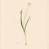 Redouté Lilies Pl. 374, Hardly Hairy Leek