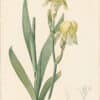 Redouté Lilies Pl. 375, Pale Iris