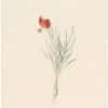 Redouté Lilies Pl. 378, Coral Lily