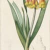 Redouté Lilies Pl. 381, Soldier Lily