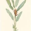Redouté Lilies Pl. 382, Dwarf Heloconia