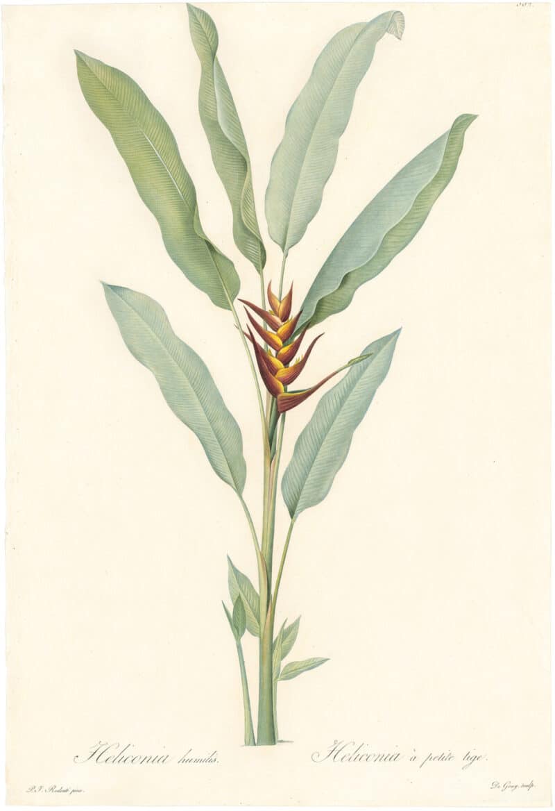 Redouté Lilies Pl. 382, Dwarf Heloconia