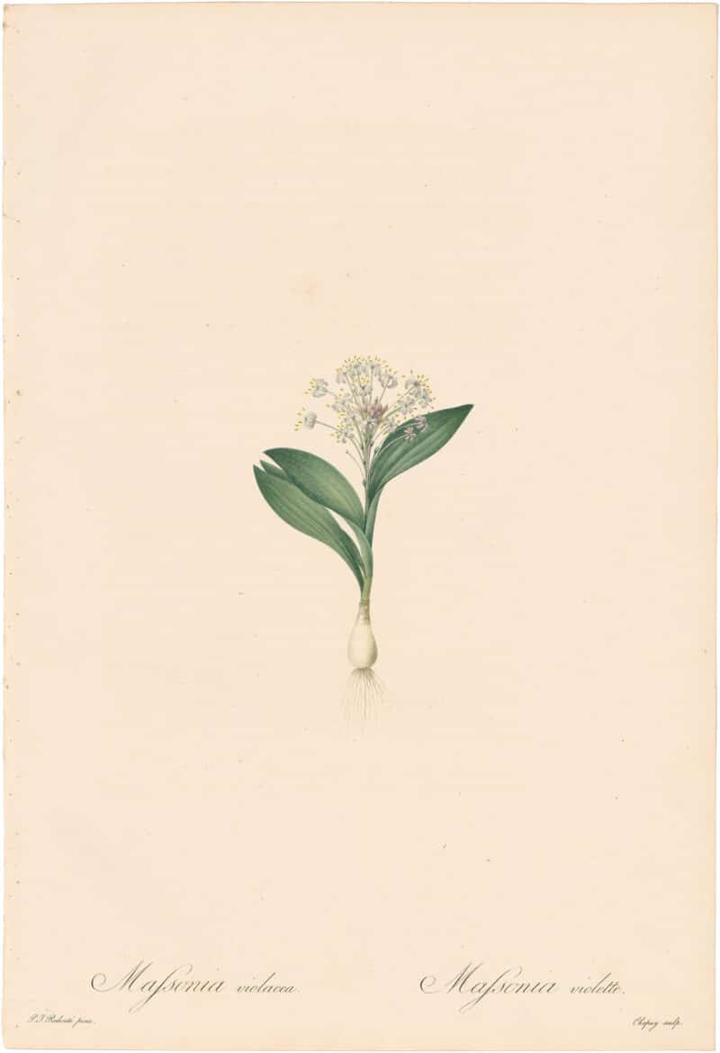 Redouté Lilies Pl. 386, Dwarf Polxena