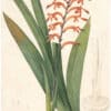 Redouté Lilies Pl. 387, Flames, Flag Lily