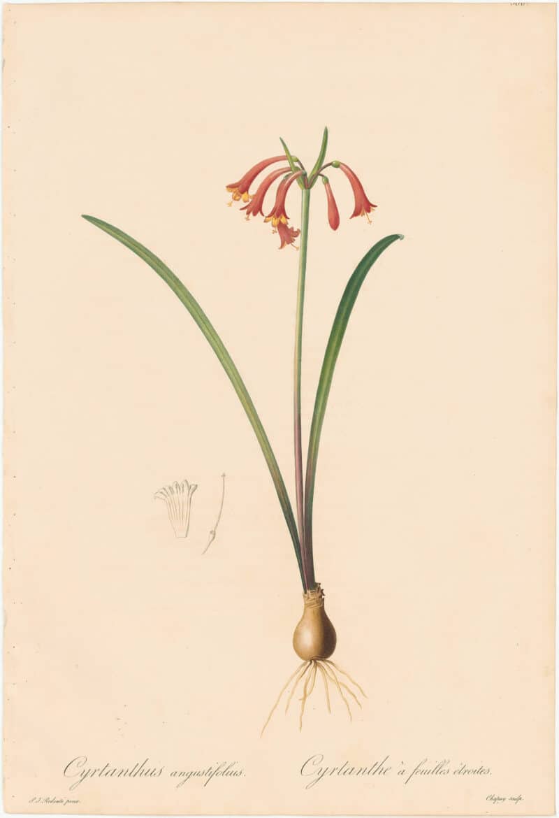 Redouté Lilies Pl. 388, Narrow-leaved Brandlily