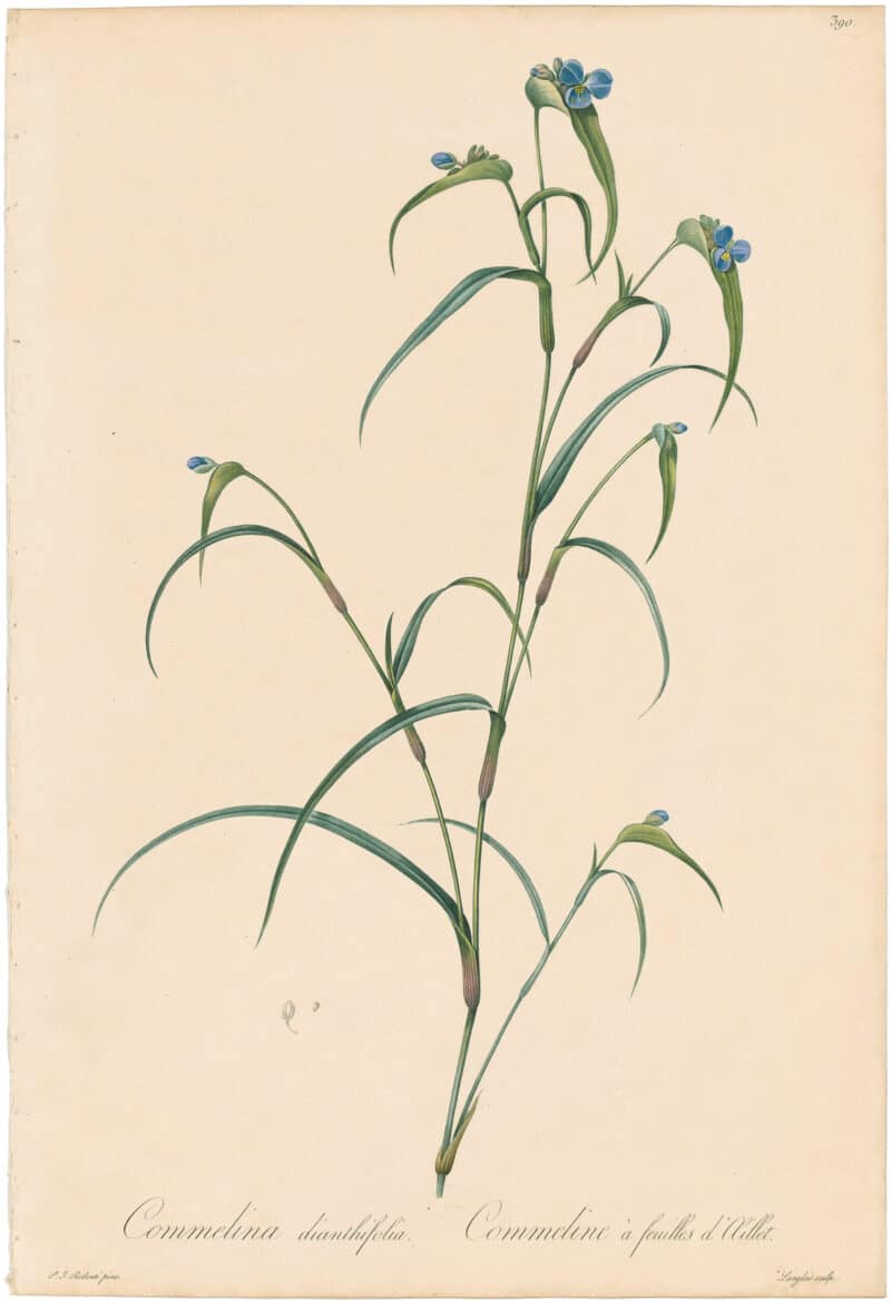 Redouté Lilies Pl. 390, Carnation-leaved Commeline