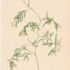 Redouté Lilies Pl. 393, Scrambling Lily, Shepherd's Joy