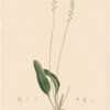 Redouté Lilies Pl. 394, Lance-leaved Woolseed