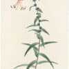 Redouté Lilies Pl. 395, Tiger Lily, Devil Lily