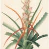 Redouté Lilies Pl. 396, Pinquin-Bromelia