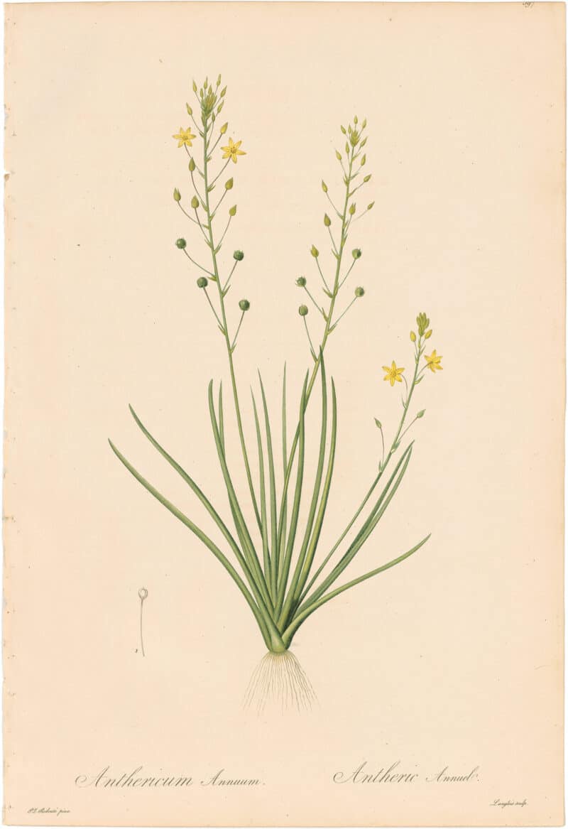 Redouté Lilies Pl. 397, Annual Bulbine