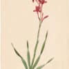 Redouté Lilies Pl. 399, Straight-flowered Watsonia