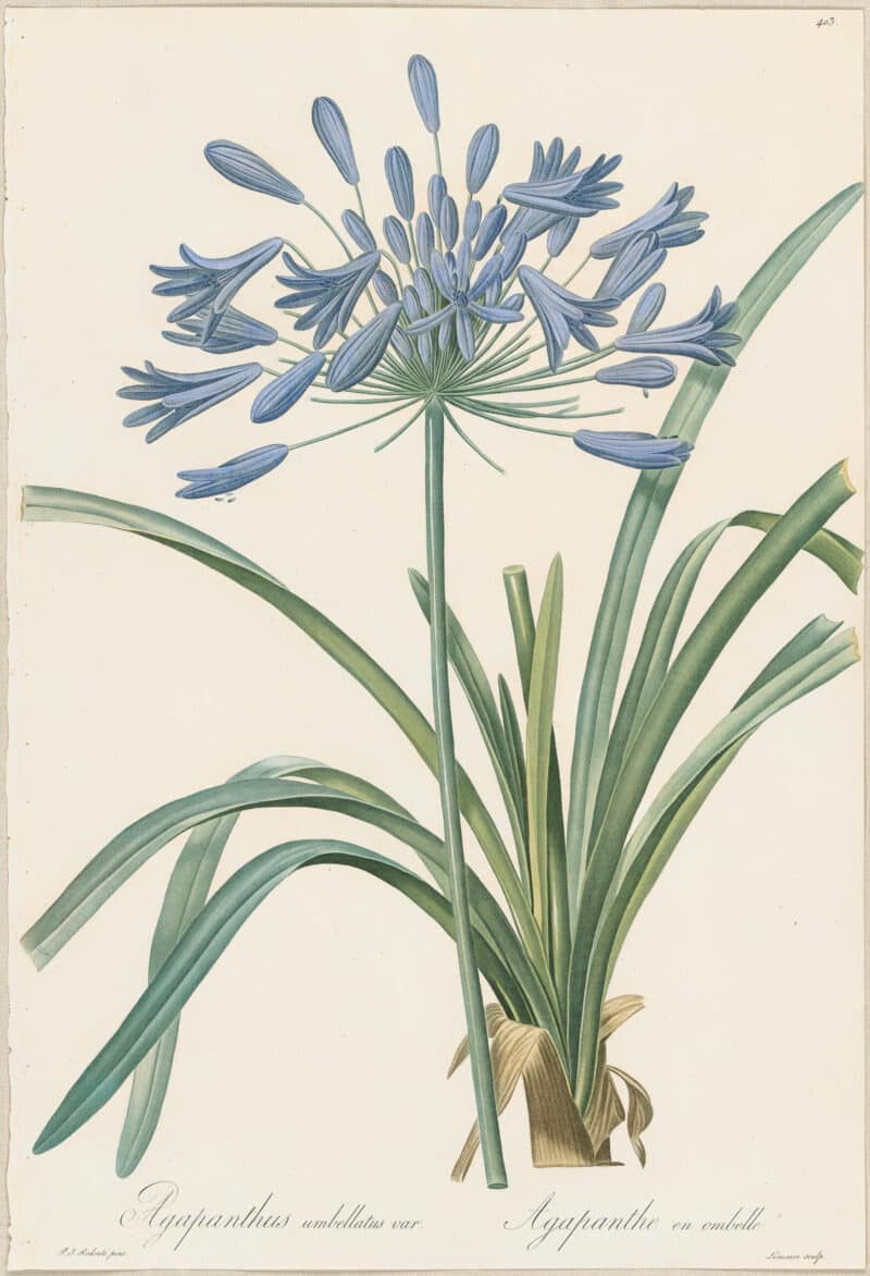 Redouté Lilies Pl. 403, Lily-of-the-Nile