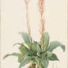 Redouté Lilies Pl. 404, Spendid Narrow Proboscis