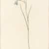 Redouté Lilies Pl. 425, Graceful Gladiolus