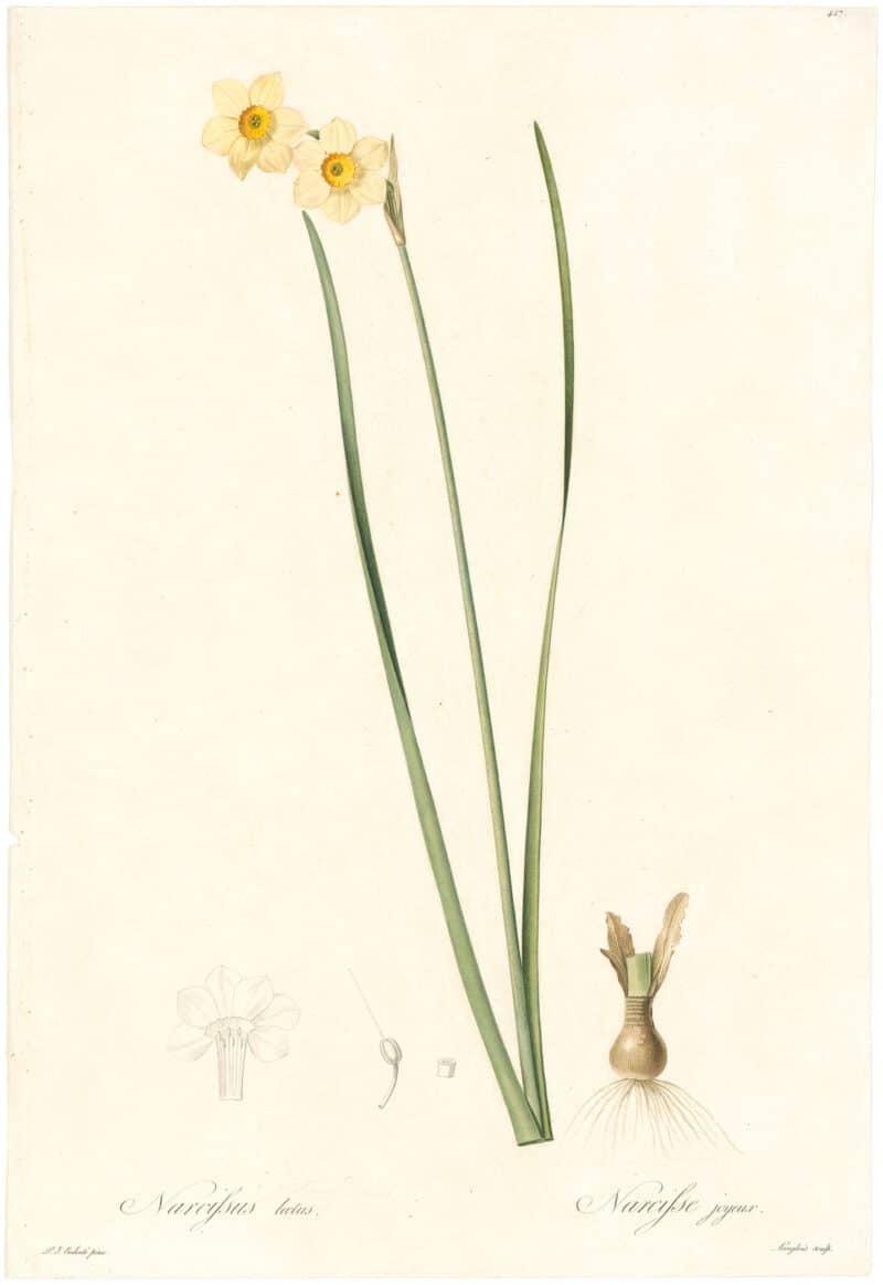 Redouté Lilies Pl. 427, Intermediate Narcissus