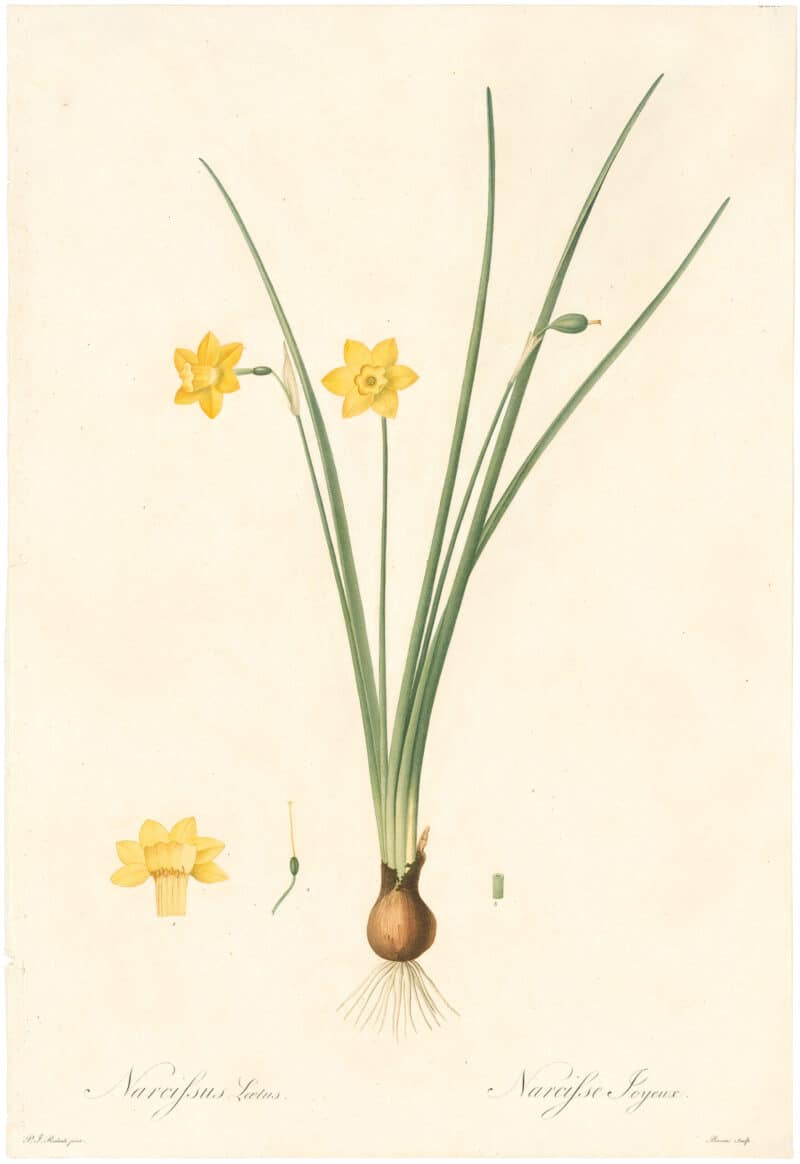 Redouté Lilies Pl. 428, Cheerful Narcissus