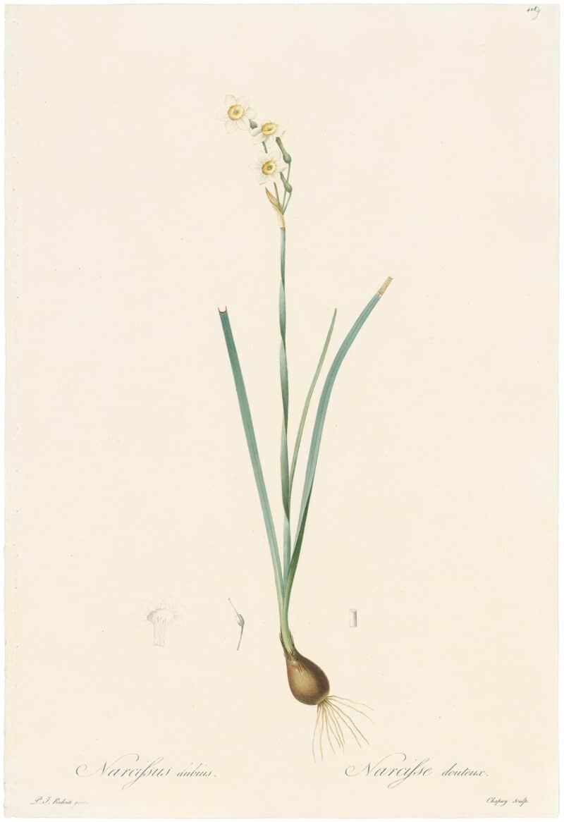 Redouté Lilies Pl. 429, Doubtful Narcissus