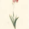 Redouté Lilies Pl. 432, Broad-leaved Ixia