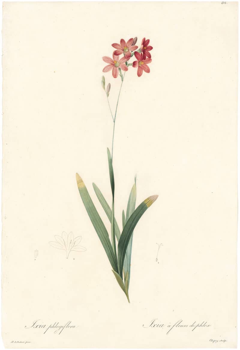 Redouté Lilies Pl. 432, Broad-leaved Ixia