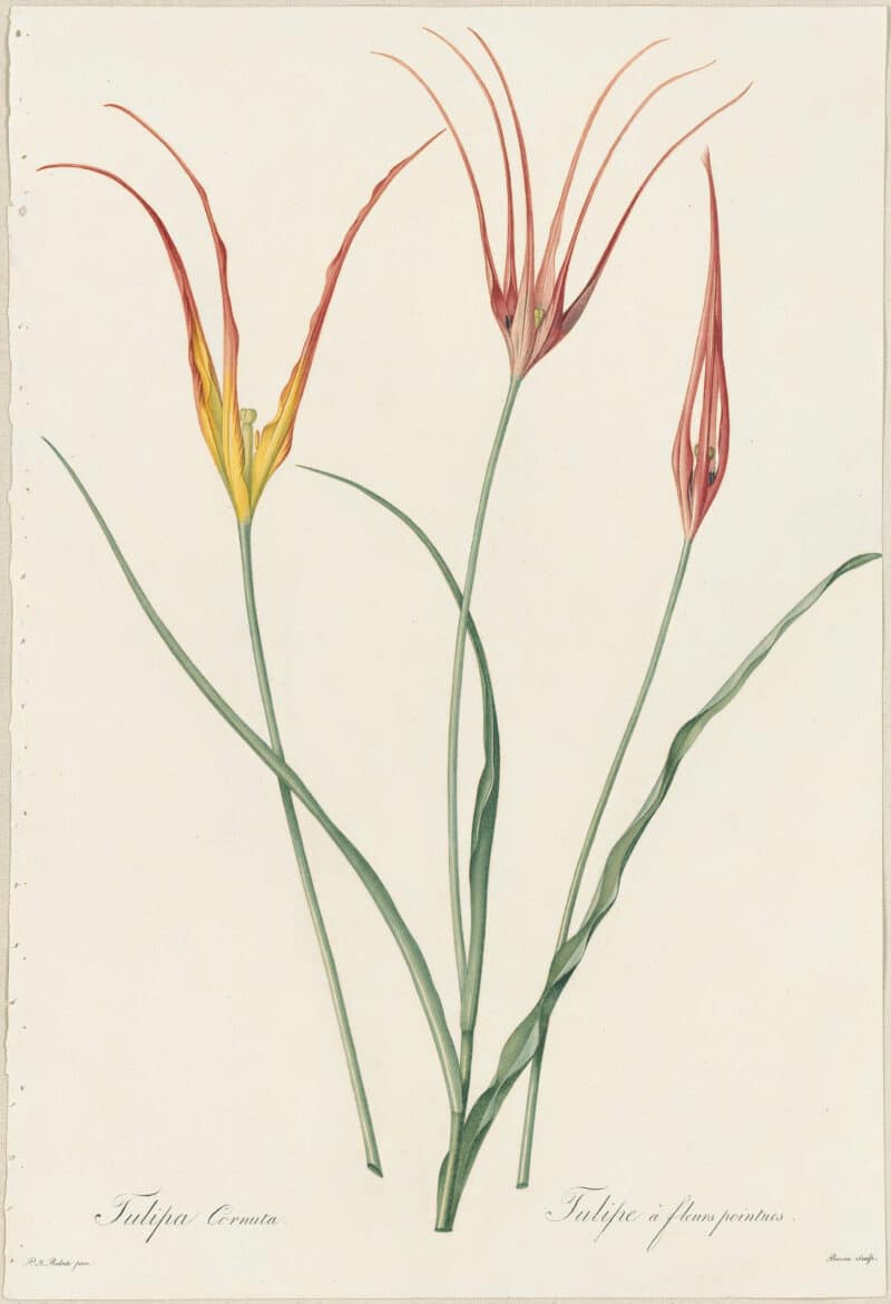 Redouté Lilies Pl. 445, Horned Tulip