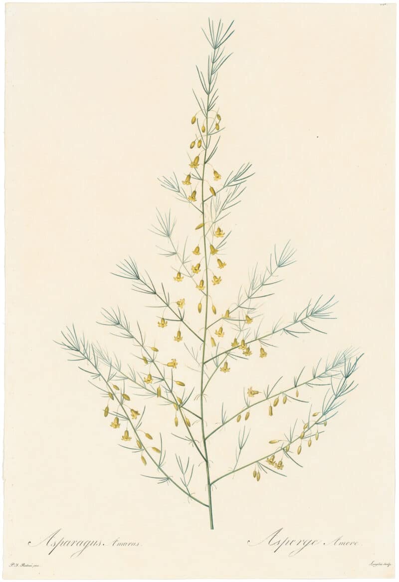 Redouté Lilies Pl. 446, Sea Asparagus
