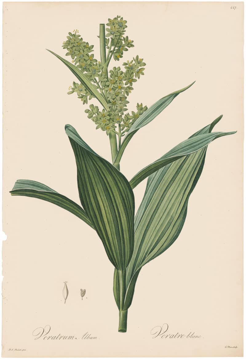 Redouté Lilies Pl. 447, White False Helleborine
