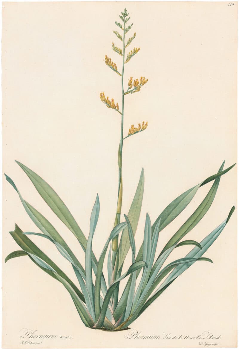 Redouté Lilies Pl. 448, New Zealand Flax