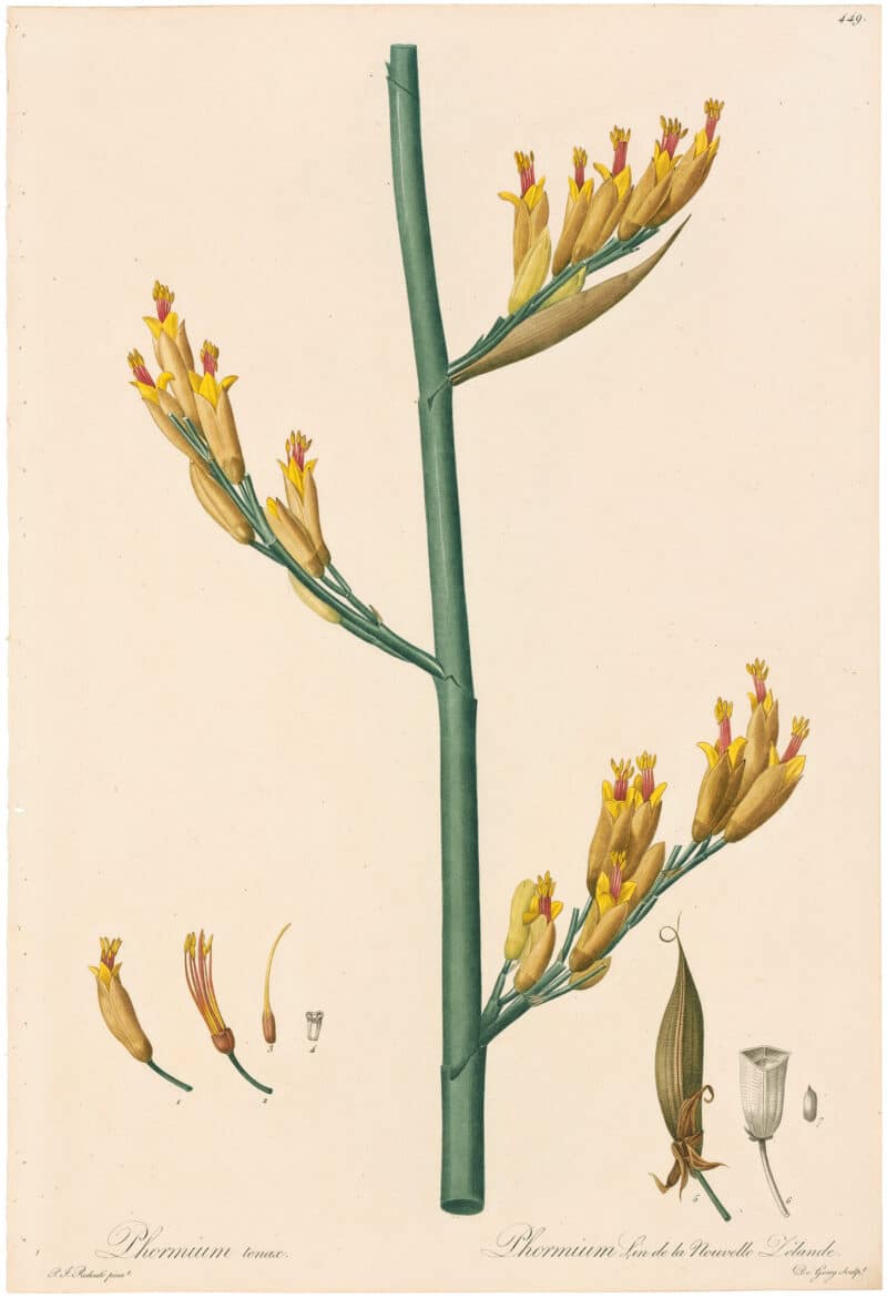 Redouté Lilies Pl. 449, New Zealand Flax Detail