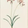 Redouté Lilies Pl. 450, Mountain Lily