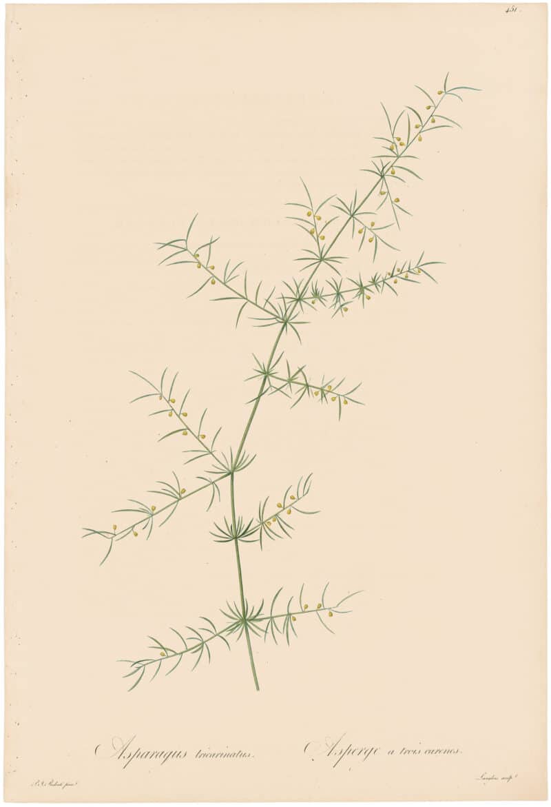 Redouté Lilies Pl. 451, Verticillate Asparagus