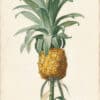 Redouté Lilies Pl. 456, Cultivated Ananas Detail