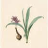Redouté Lilies Pl. 467, Naked Ladies in the Sand