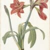 Redouté Lilies Pl. 469, Barbados Lily, Fire Lily
