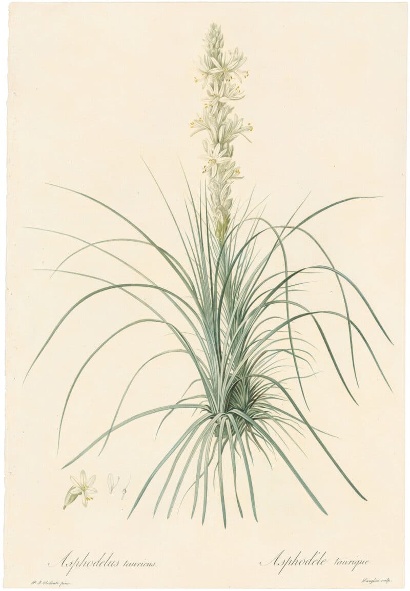 Redouté Lilies Pl. 470, Taurian Asphodeline