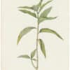 Redouté Lilies Pl. 472, Willow-Weed-leaved Brownball