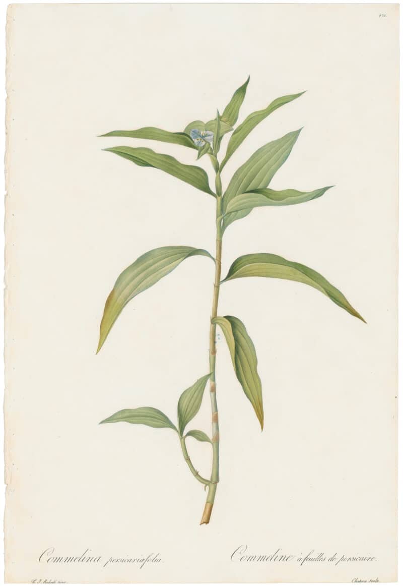 Redouté Lilies Pl. 472, Willow-Weed-leaved Brownball