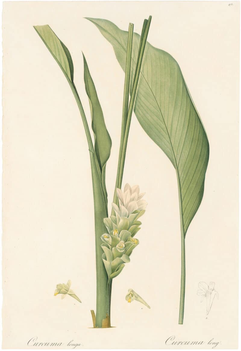 Redouté Lilies Pl. 473, Long Curcuma