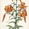 Redouté Lilies Pl. 475, Tiger Lily, Devil Lily