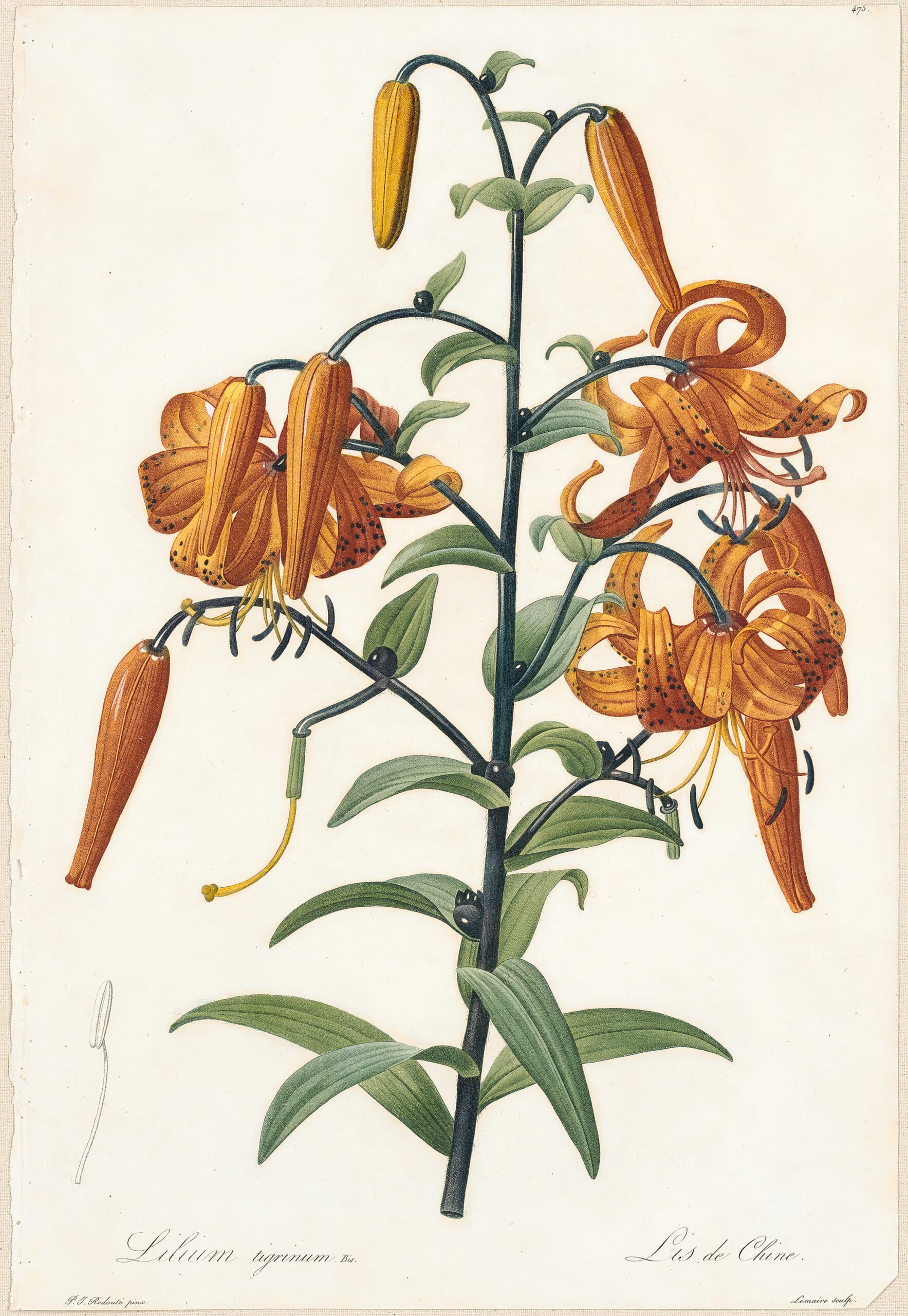 Redouté Lilies Pl. 475, Tiger Lily, Devil Lily | Les liliacées