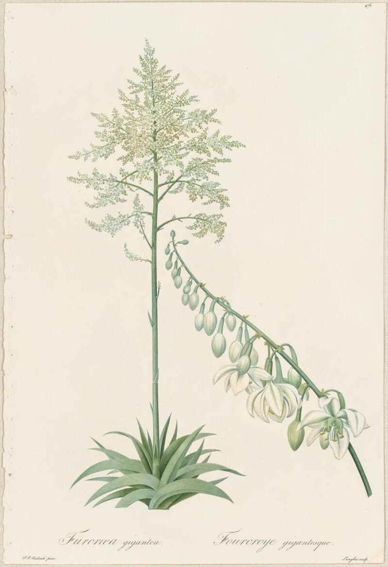 Redouté Lilies Pl. 476, Giant Fourcroya, Giant Agave