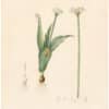 Redouté Lilies Pl. 482, Naples Garlic