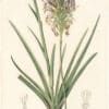Redouté Lilies Pl. 485, Short-spicate Agave