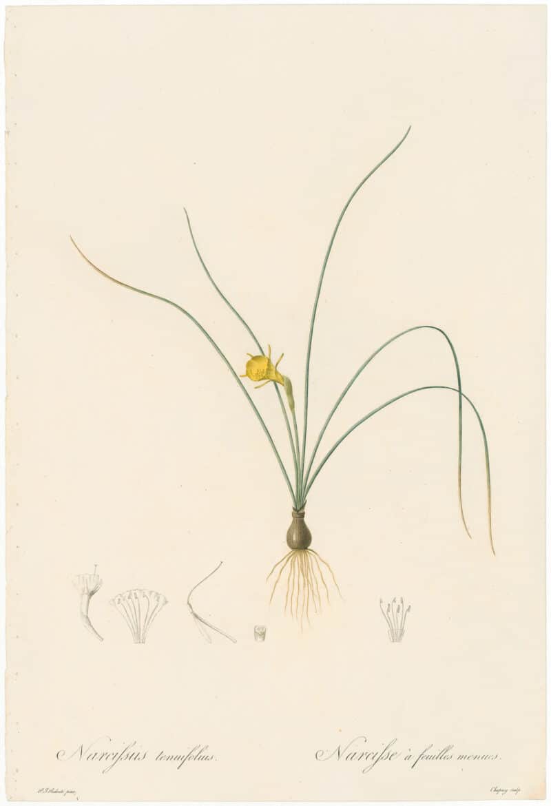 Redouté Lilies Pl. 486, Hoop Petticoat Narcissus