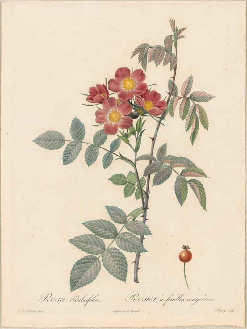 Redouté Roses Pl. 4, Red-leaved Rose