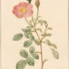 Redouté Roses Pl. 8, Single Moss Rose "AndrewsII"