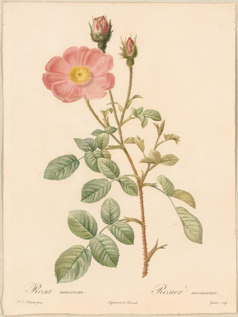 Redouté Roses Pl. 8, Single Moss Rose "AndrewsII"