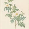 Redouté Roses Pl. 10, Droopy-leaved Rose