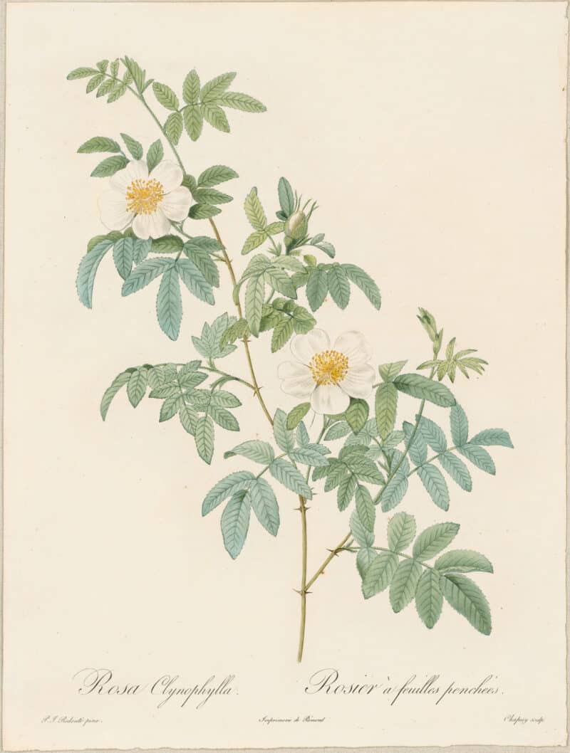 Redouté Roses Pl. 10, Droopy-leaved Rose