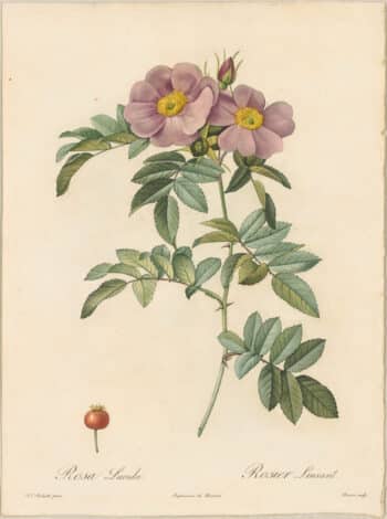Redouté Roses Pl. 11, Virginia Rose